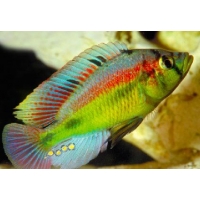 Haplochromis Aeneocolor